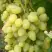Виноград ЗАРНИЦА в Молодечно