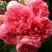 Роза РОЗАРИУМ ЮТЕРСОН плетистая в Молодечно