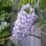Глициния макростахия БЛЮ МУН в Молодечно