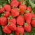 Клубника САН АНДРЕАС ремонтантная в Молодечно