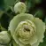 Роза ГРИН ДАЙМОНД миниатюрная в Молодечно
