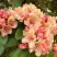 Рододендрон ФЛАУТАНДО в Молодечно