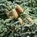 Пихта благородная в Молодечно