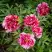 Пион РЕД ВИЗ ПИНК древовидный в Молодечно