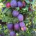 Слива БЛЮ СВИТ колонновидная в Молодечно