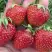 Клубника ВИМА ЗАНТА в Молодечно