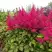 Астильба САННИ ДЕЙ гибридная в Молодечно