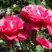 Роза ВИЕН РОУЗ чайно-гибридная в Молодечно