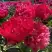 Пион БЕЛГРАВИЯ травянистый в Молодечно