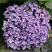 Гортензия АИША крупнолистная  в Молодечно