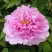 Пион ПРОЗРАЧНАЯ РОСА древовидный в Молодечно