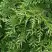 Туя СМАРАГД ВАРИЕГАТА западная в Молодечно
