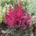 Астильба МУЛЕН РУЖ курчавая в Молодечно