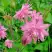 Аквилегия БАРЛОУ ПИНК гибрид МакКаны в Молодечно