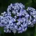 Гортензия АИША крупнолистная  в Молодечно