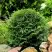 Туя ДАНИКА западная в Молодечно