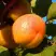 Абрикос СПАДЧЫНА в Молодечно