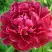 Пион КИТАЙСКИЙ ШЕЛК травянистый в Молодечно