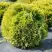 Туя ДАВИД западная в Молодечно