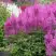 Астильба АМЕТИСТ Арендса в Молодечно