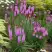 Лиатрис РОЗЕА колосковая в Молодечно