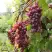 Виноград КИШМИШ ЗАПОРОЖСКИЙ в Молодечно