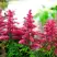 Астильба ЮНИК КАРМИН гибридная в Молодечно