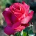 Роза ВИЕН РОУЗ чайно-гибридная в Молодечно