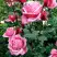 Роза ЭЙФЕЛЕВА БАШНЯ чайно-гибридная в Молодечно