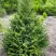 Ель КОМПАКТА обыкновенная в Молодечно
