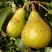 Груша ГЕНЕРАЛ ЛЕКЛЕРК в Молодечно