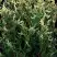 Туя ГОЛД ПЕРЛ западная в Молодечно