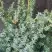 Можжевельник БЛЮ АЛЬПС китайский  в Молодечно