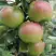 Яблоня МОСКОВСКОЕ ЗИМНЕЕ в Молодечно