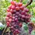 Виноград КРАСОТКА в Молодечно