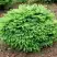 Ель НИДИФОРМИС обыкновенная в Молодечно