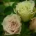 Роза ГРИН ДАЙМОНД миниатюрная в Молодечно