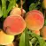 Персик ВУЛКАН в Молодечно