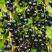 Смородина чёрная ИЗЮМНАЯ в Молодечно