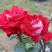 Роза АЛЬЯНС чайно-гибридная в Молодечно