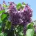 Сирень ВИОЛЕТТА в Молодечно