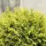 Туя ГОЛДЕН ГЛОБ западная в Молодечно