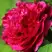 Пион НОЧНЫЕ ГРЕЗЫ древовидный в Молодечно
