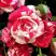 Роза ФАЙЕР ВОРКС миниатюрная в Молодечно
