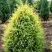 Можжевельник ГОЛД КОН обыкновенный в Молодечно