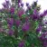 Сирень СУМЕРКИ в Молодечно