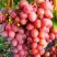 Виноград КИШМИШ КРАСНЫЙ в Молодечно