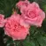 Роза ПЬЕР КАРДЕН чайно-гибридная в Молодечно