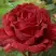 Роза РЕД ИНТУИШН чайно-гибридная в Молодечно