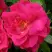 Роза ДЖОРДЖ ВАНКУВЕР флорибунда в Молодечно